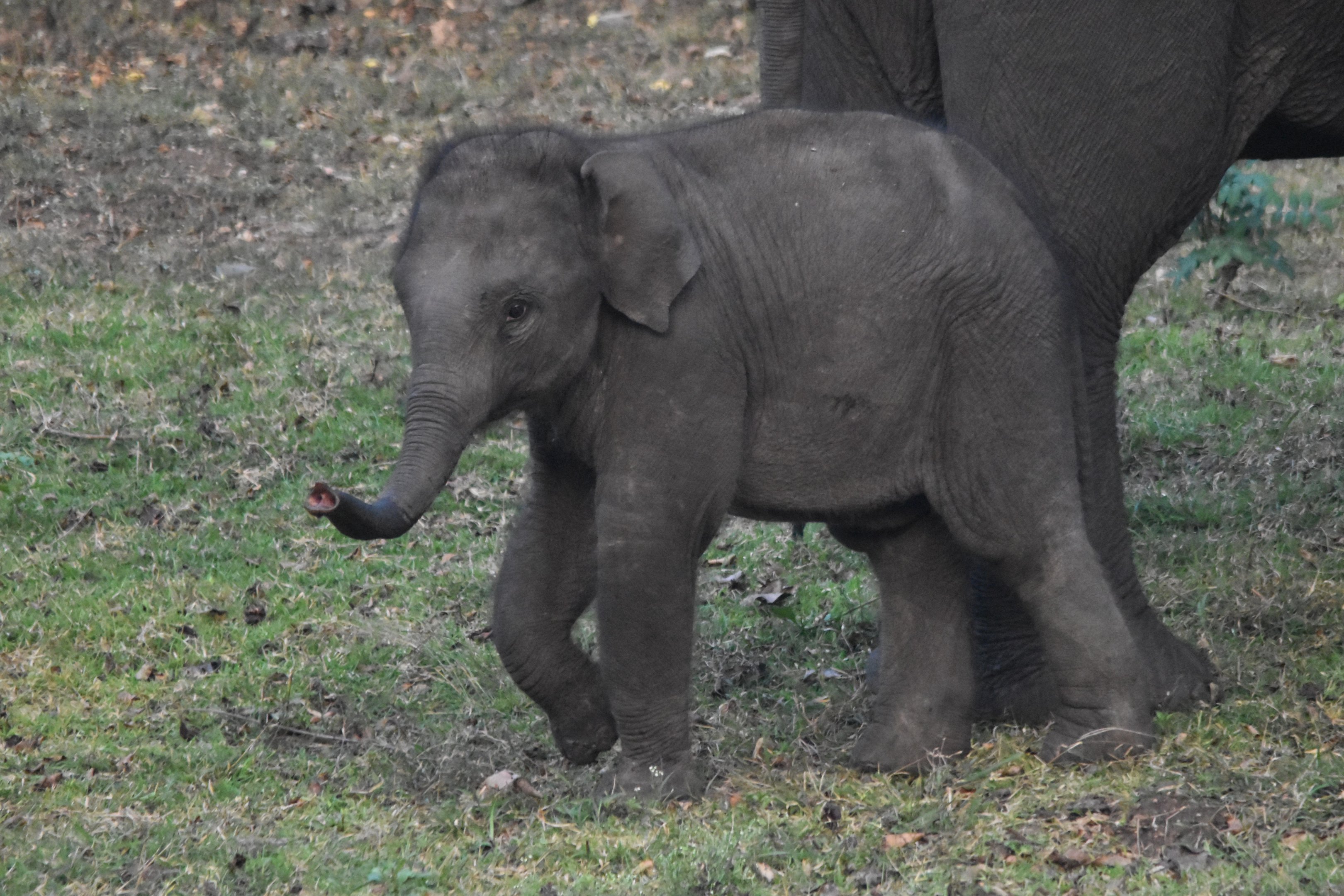 Indian Elephant, Nagarahole Tiger Reserve, 19th November 2024