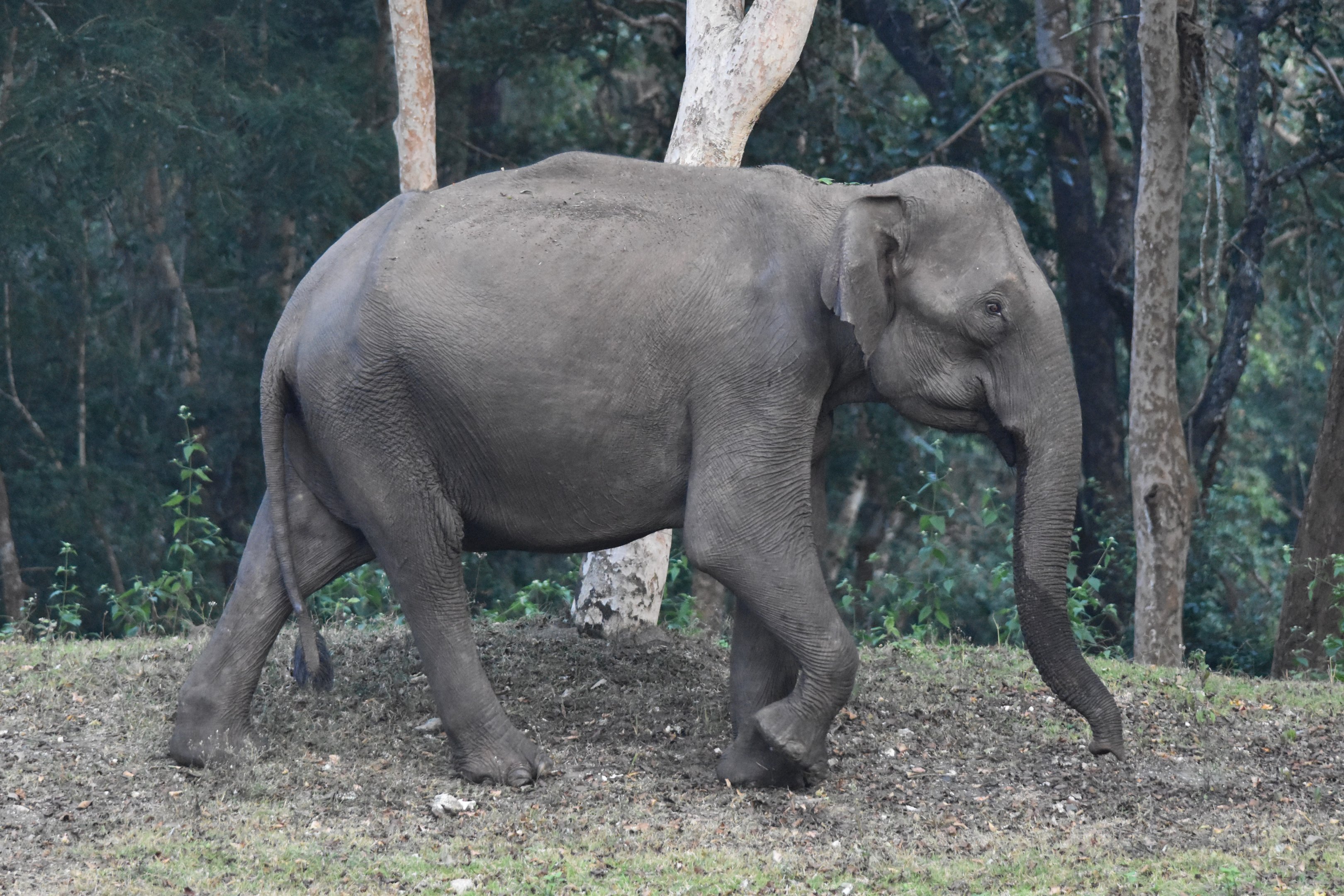 Indian Elephant, Nagarahole Tiger Reserve, 19th November 2024