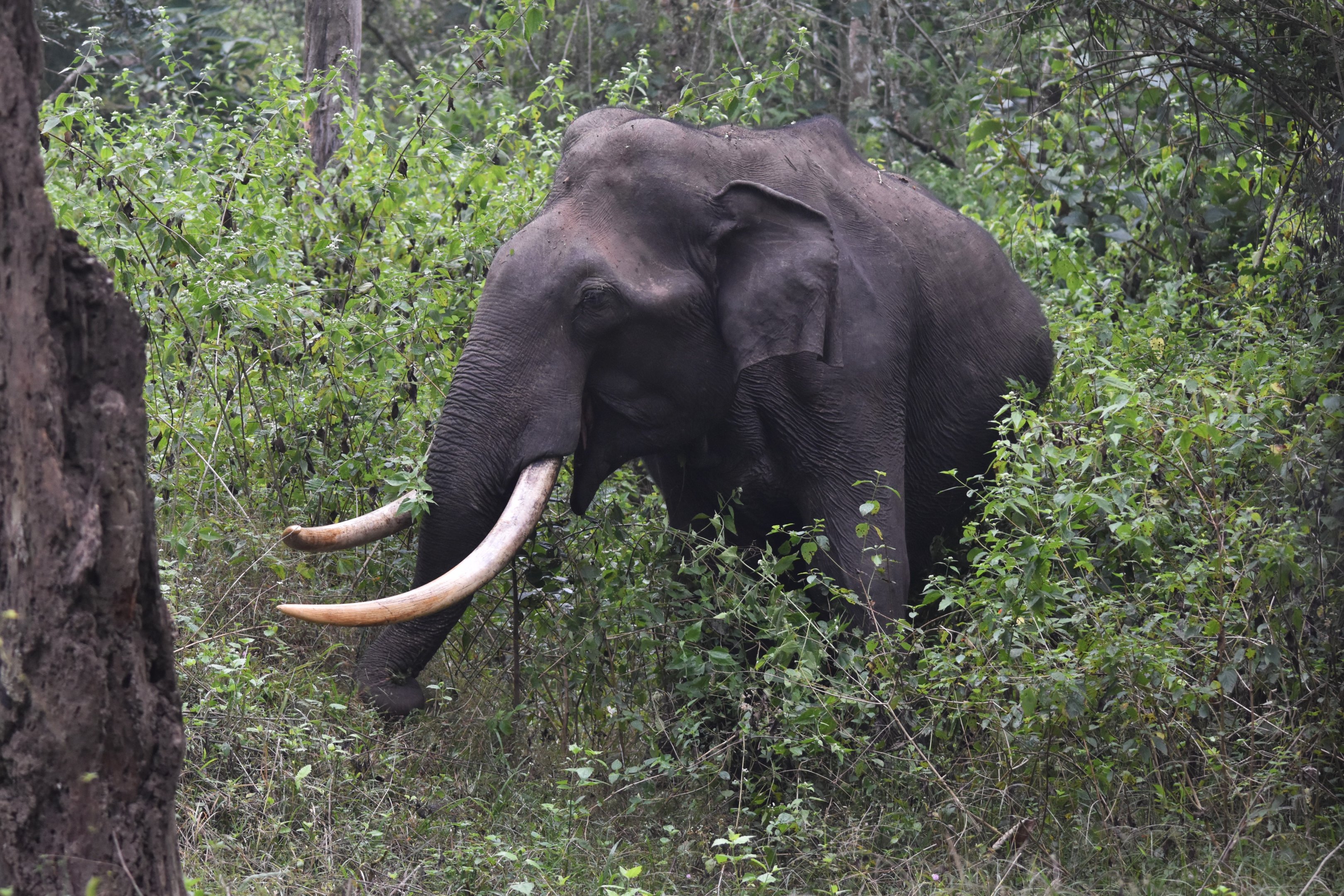 Indian Elephant, Nagarahole Tiger Reserve, 22nd November 2024