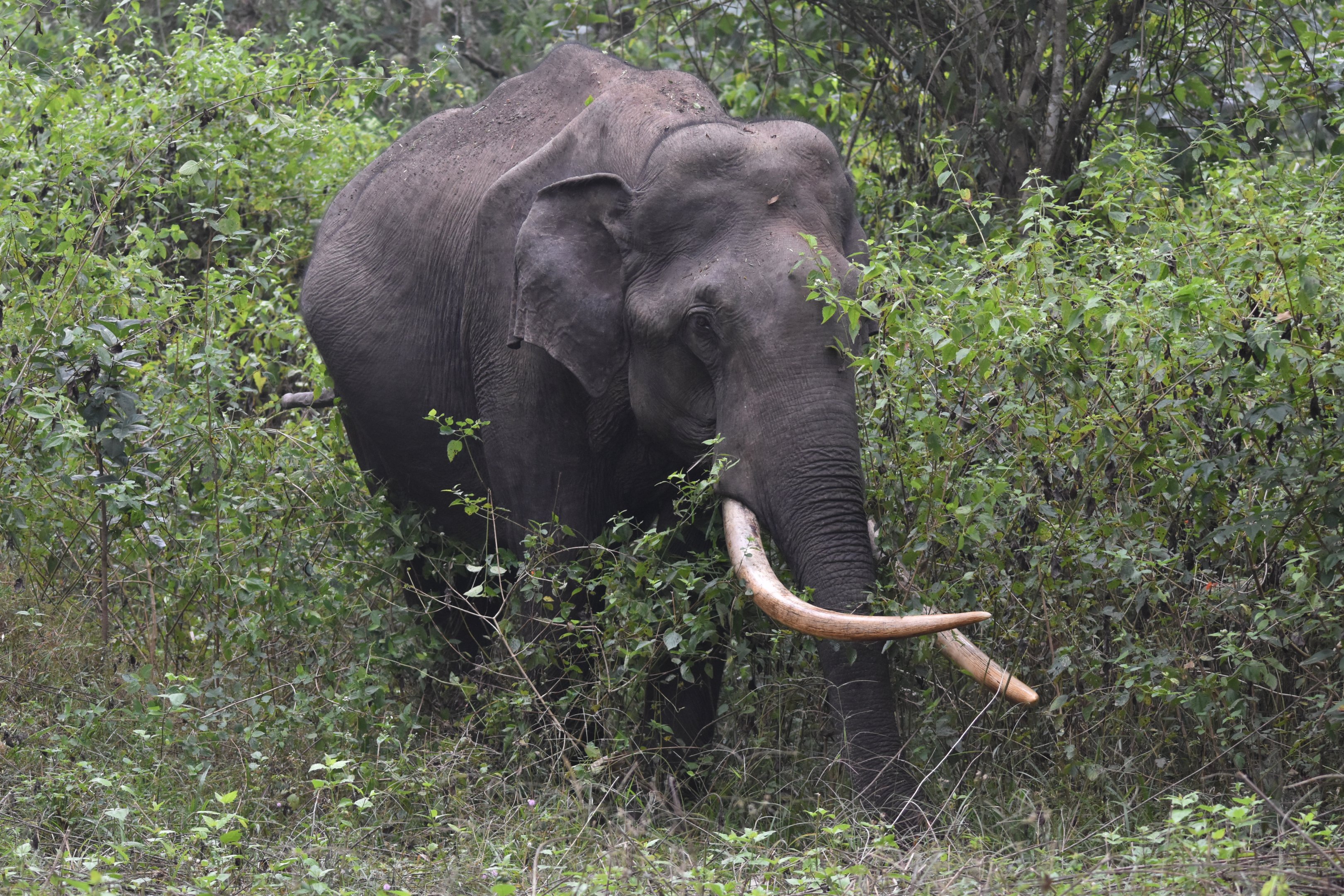 Indian Elephant, Nagarahole Tiger Reserve, 22nd November 2024