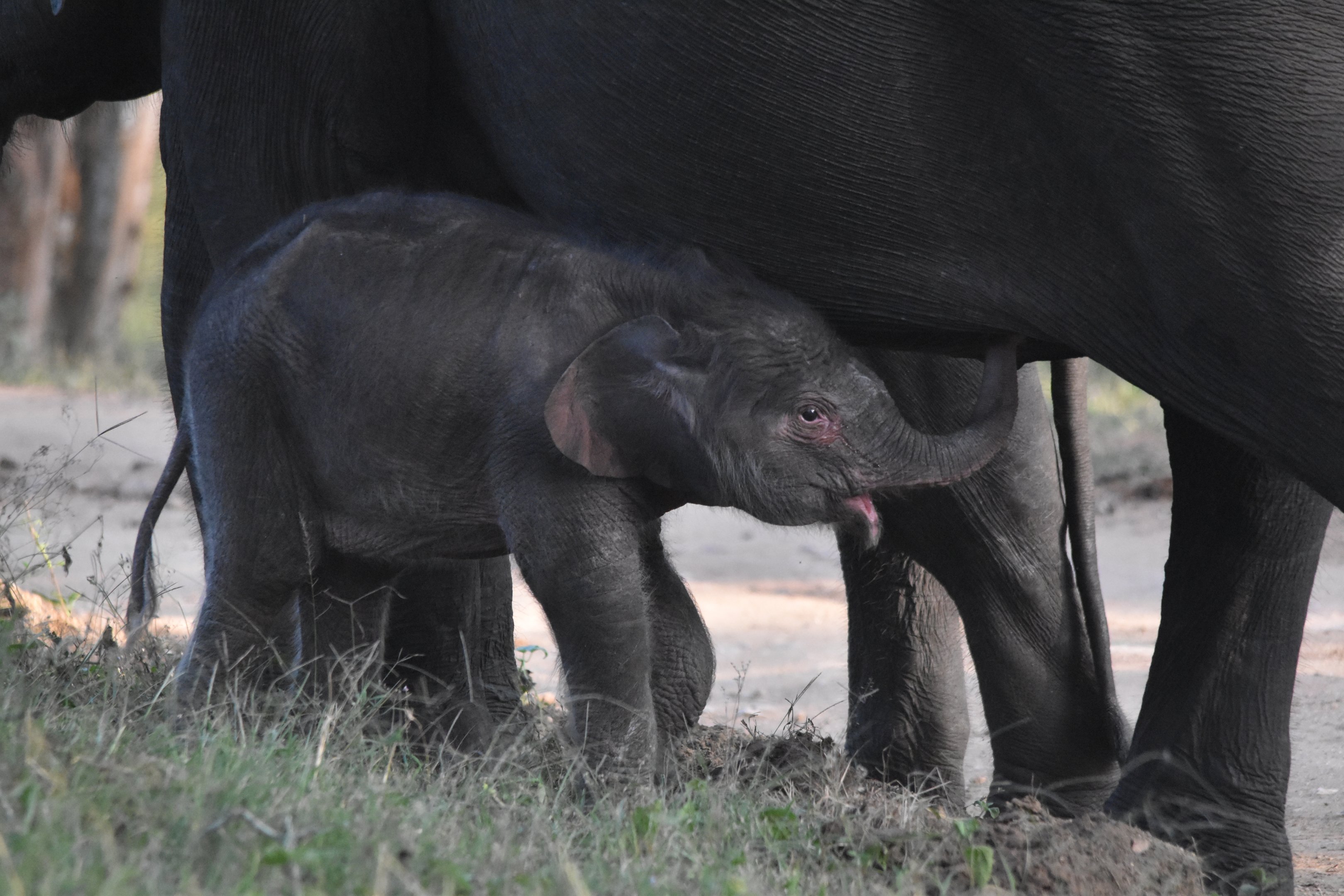 Indian Elephant, Nagarahole Tiger Reserve, 22nd November 2024