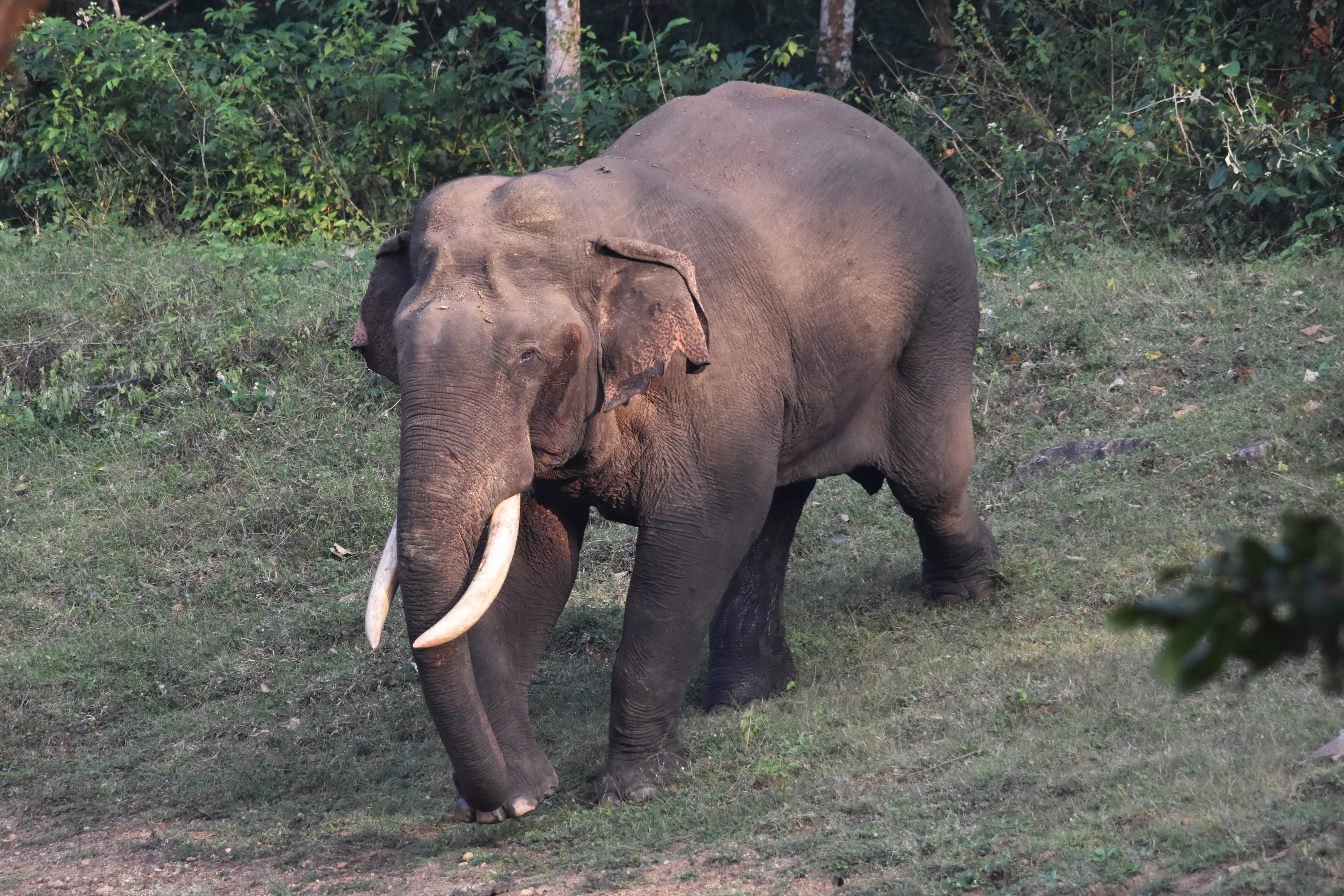 Indian Elephant, Nagarahole Tiger Reserve, 22nd November 2024