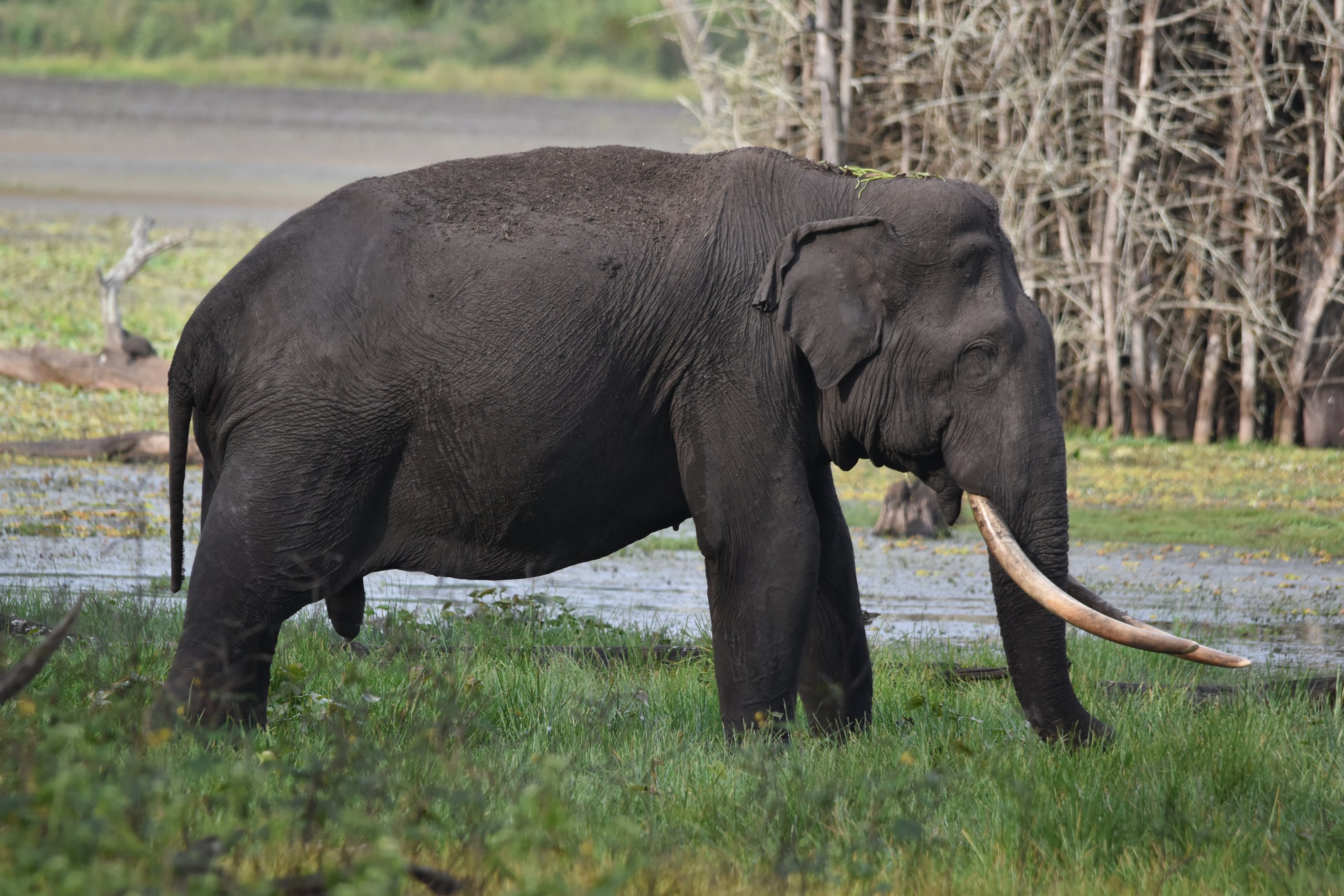 Indian Elephant, Nagarahole Tiger Reserve, 24th November 2024