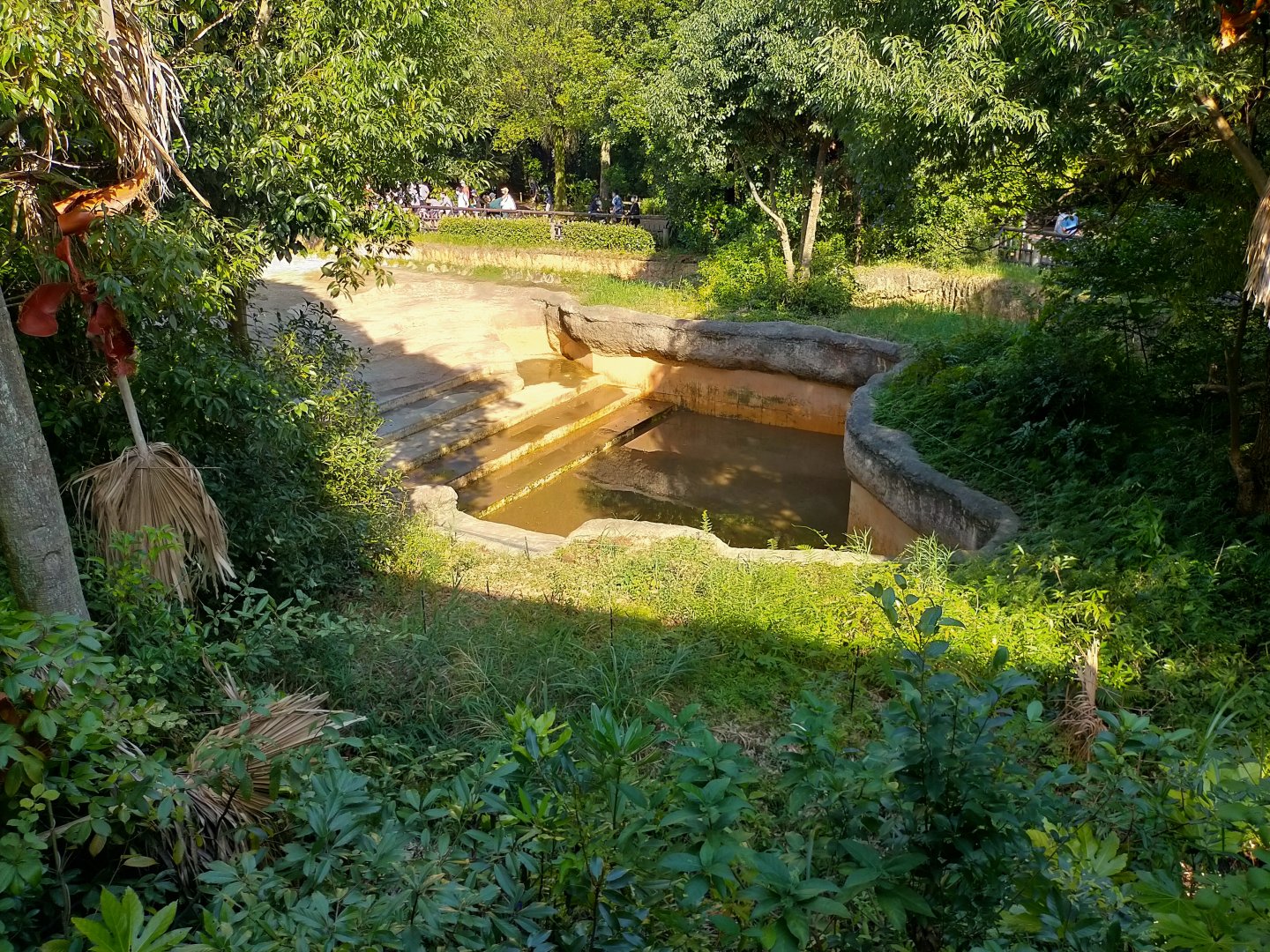 Indian elephant pool