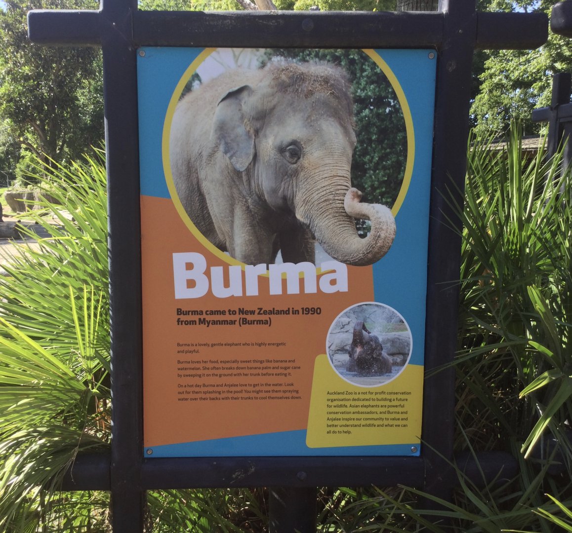 Indian Elephant Profile - Burma