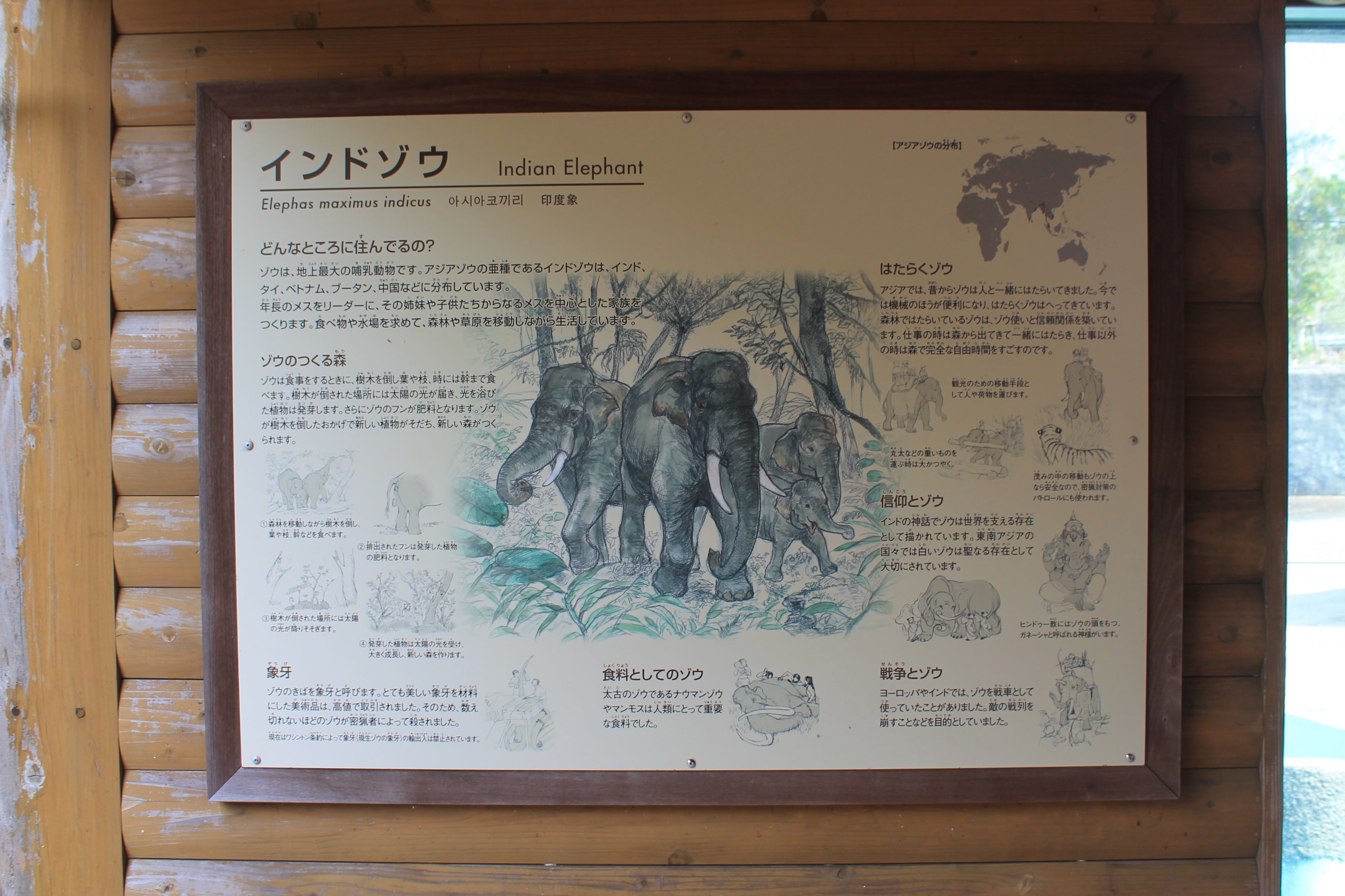 Indian Elephant signage - Hirakawa Zoo (Kagoshima)
