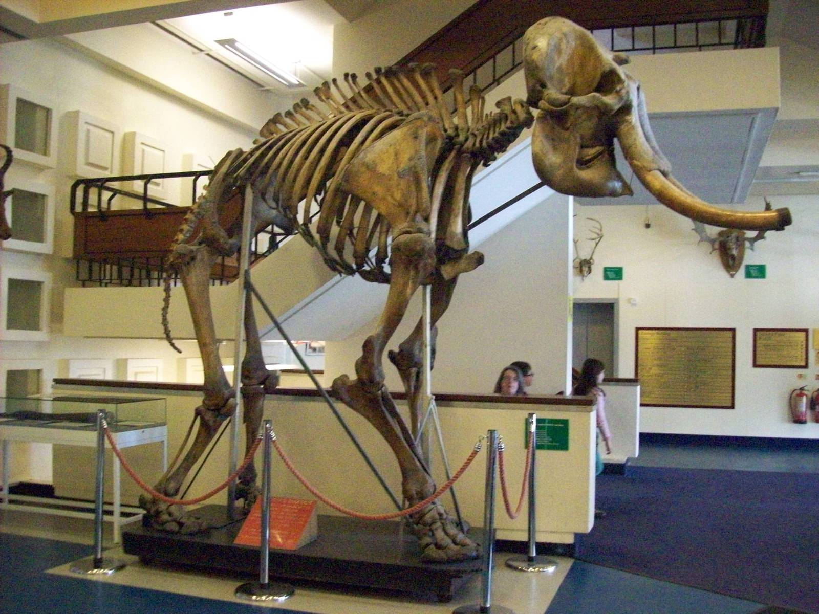 Indian elephant skeleton (Aberdeen zoology museum)