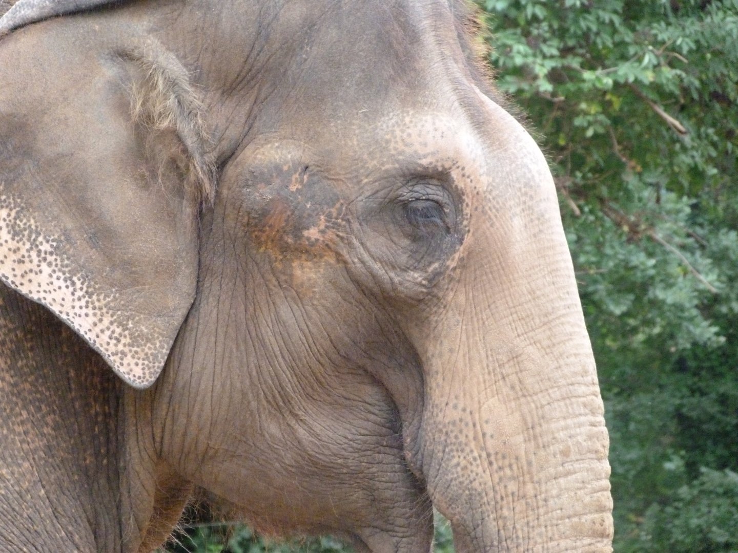 Indian elephant -Zoologischer Garten Berlin (2024)