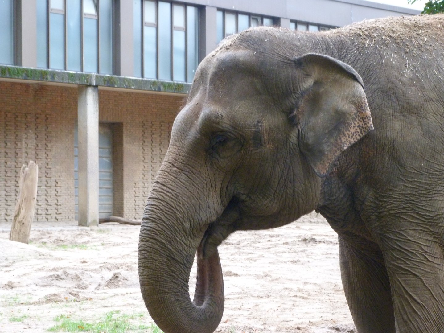 Indian elephant -Zoologischer Garten Berlin (2024)