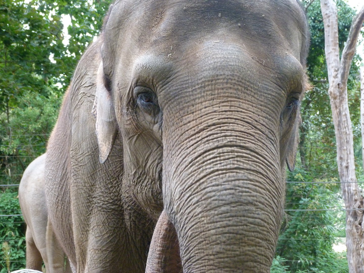Indian elephant -Zoologischer Garten Berlin (2024)
