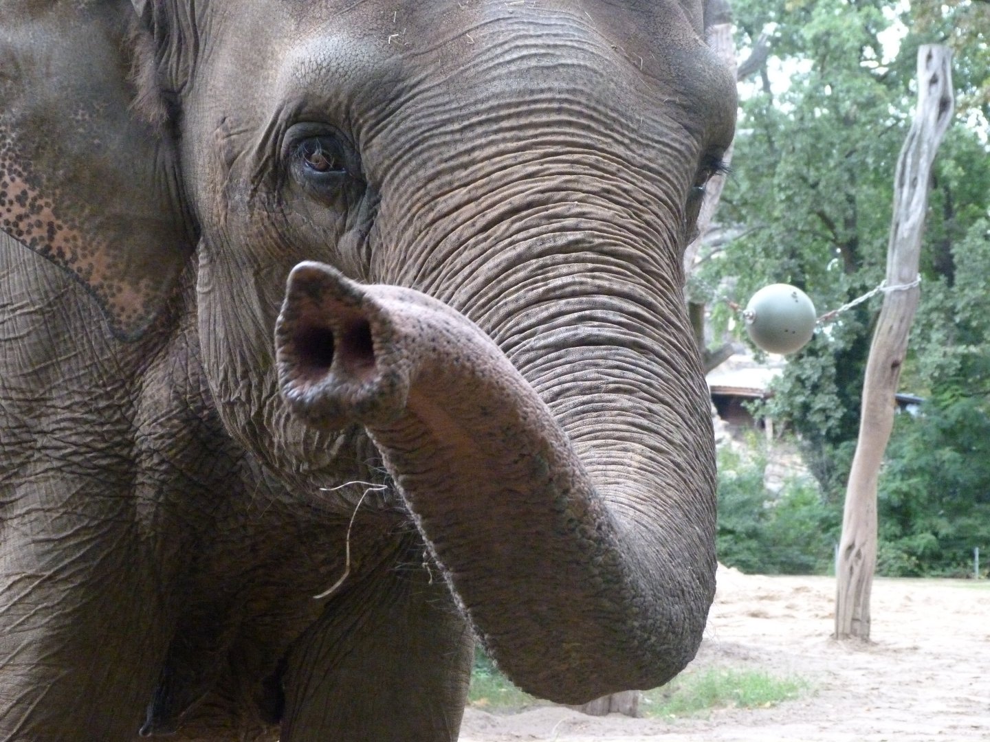 Indian elephant -Zoologischer Garten Berlin (2024)