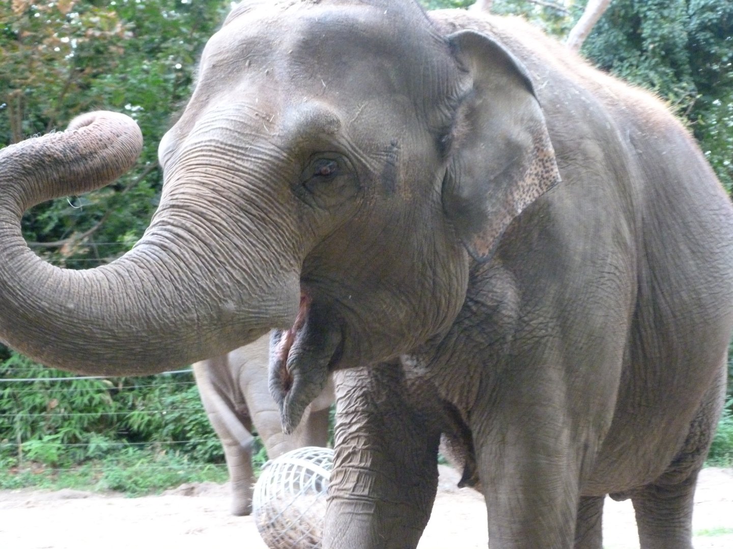 Indian elephant -Zoologischer Garten Berlin (2024)