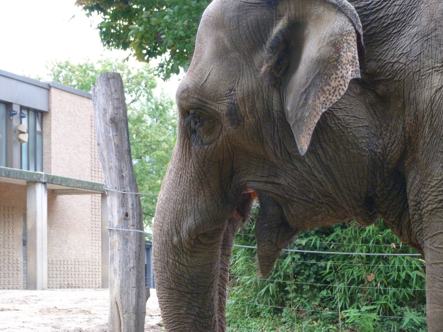Indian elephant -Zoologischer Garten Berlin (2024)
