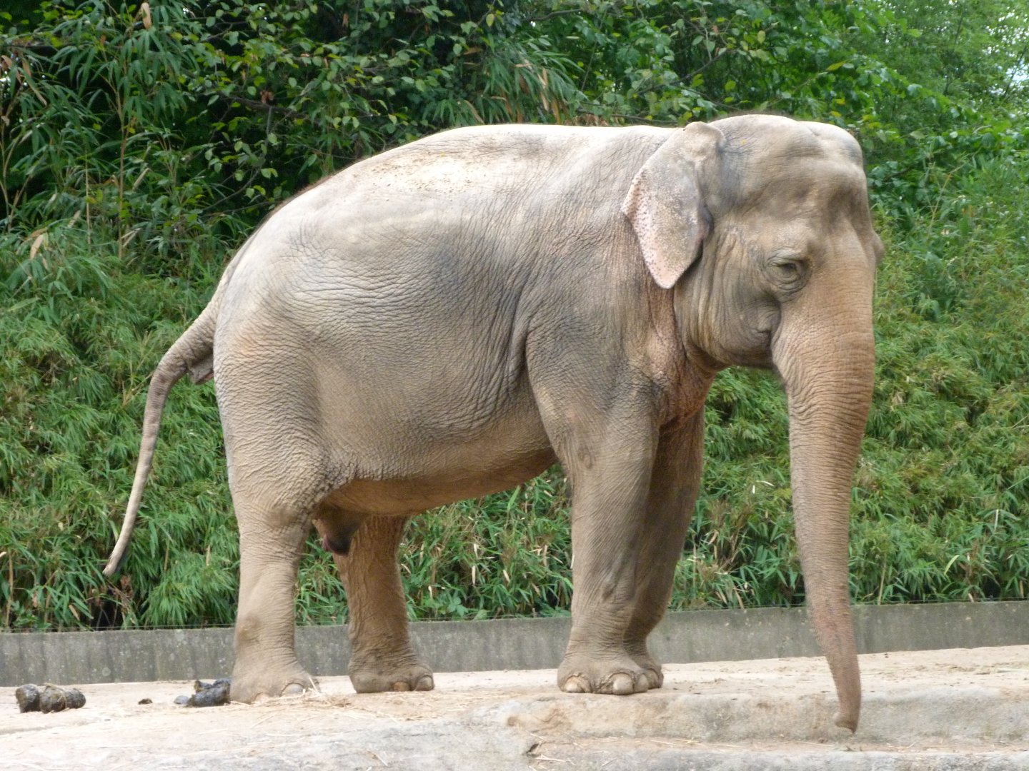 Indian elephant -Zoologischer Garten Berlin (2024)