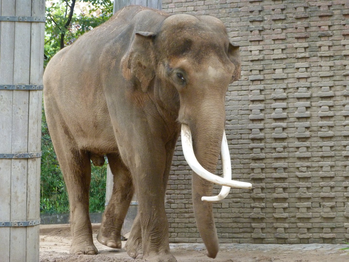 Indian elephant -Zoologischer Garten Berlin (2024)
