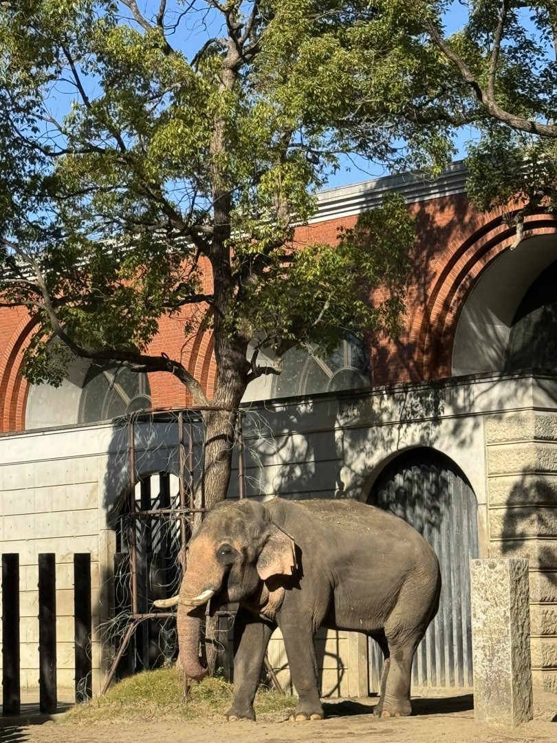 Indian Elephant - Zoorasia