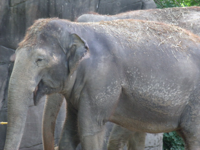 Indian Elephant