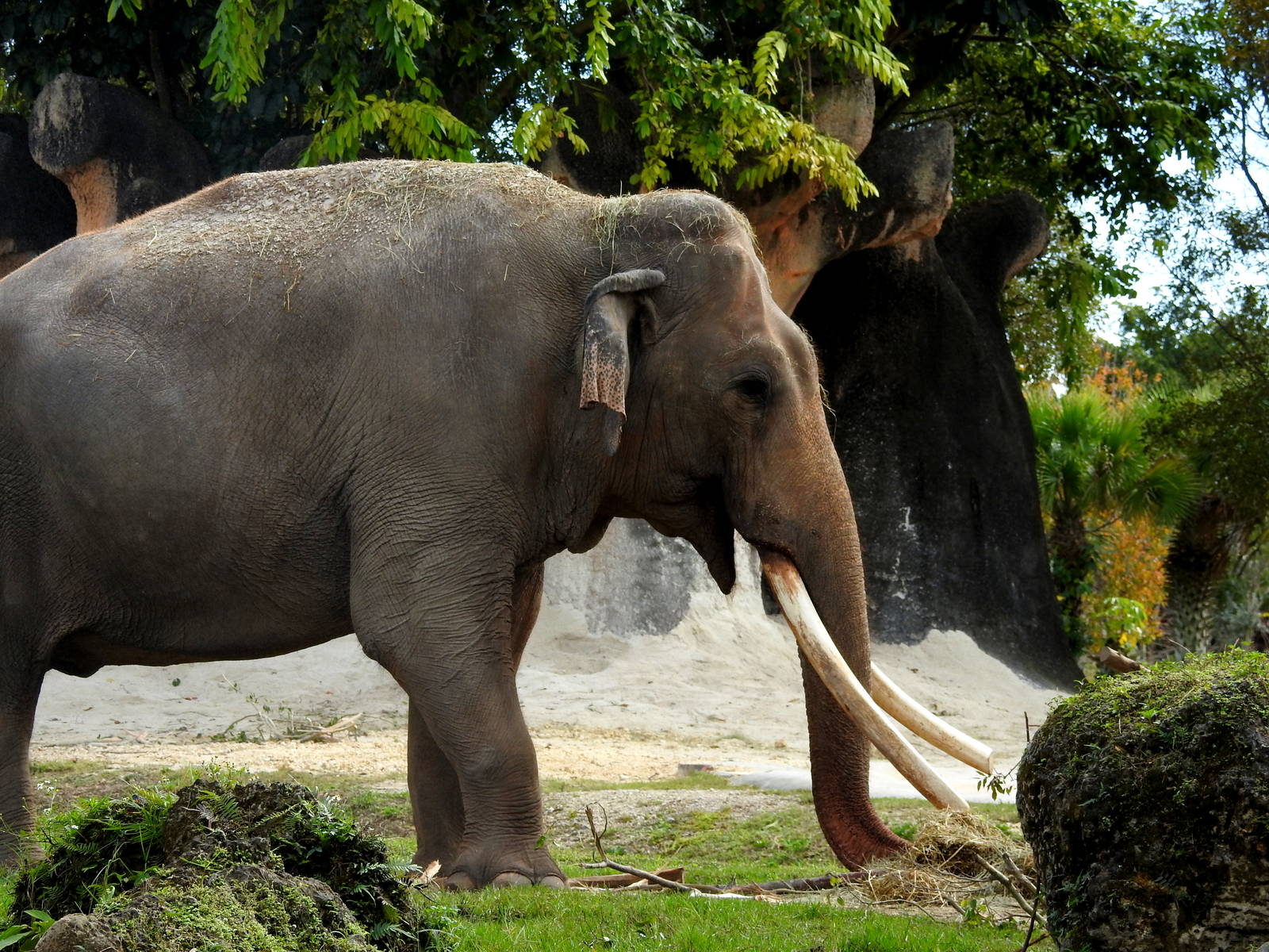 Indian Elephant