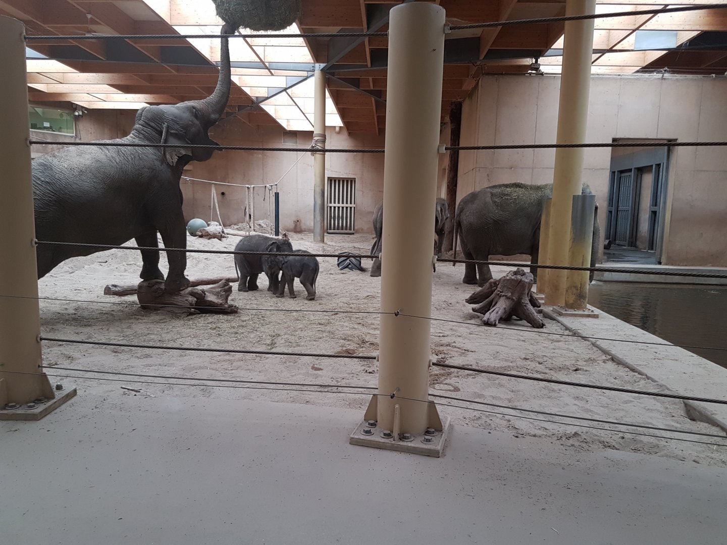 Indian elephants - indoors