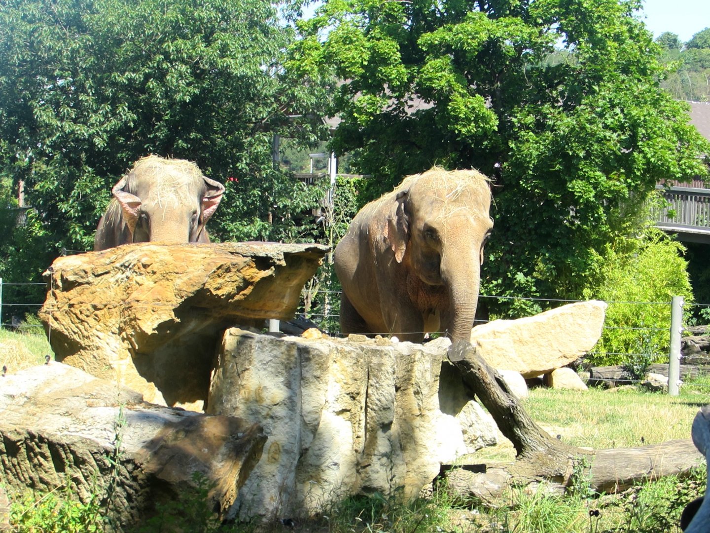 Indian Elephants - July/2017