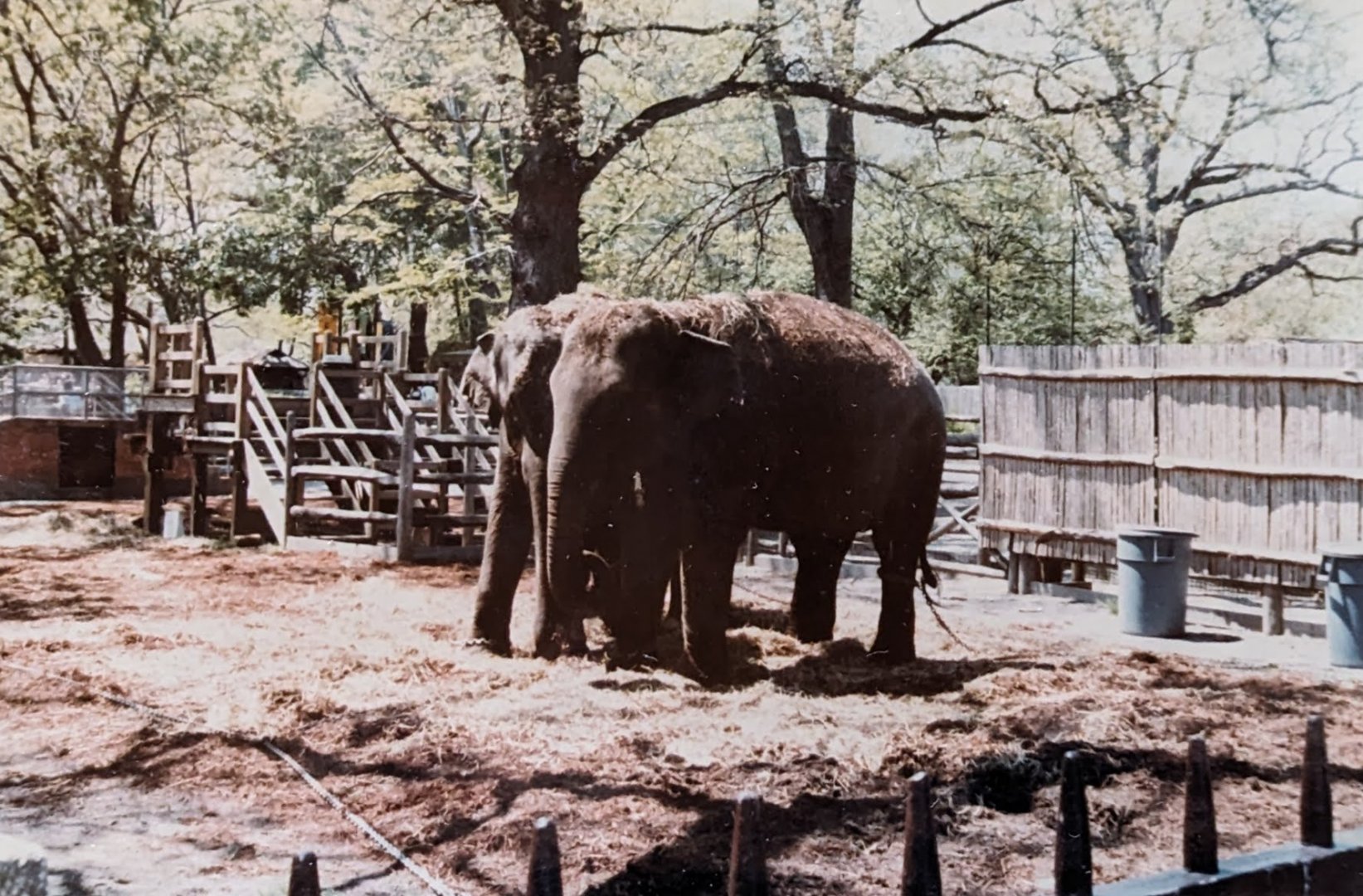 Indian Elephants (May 1982)