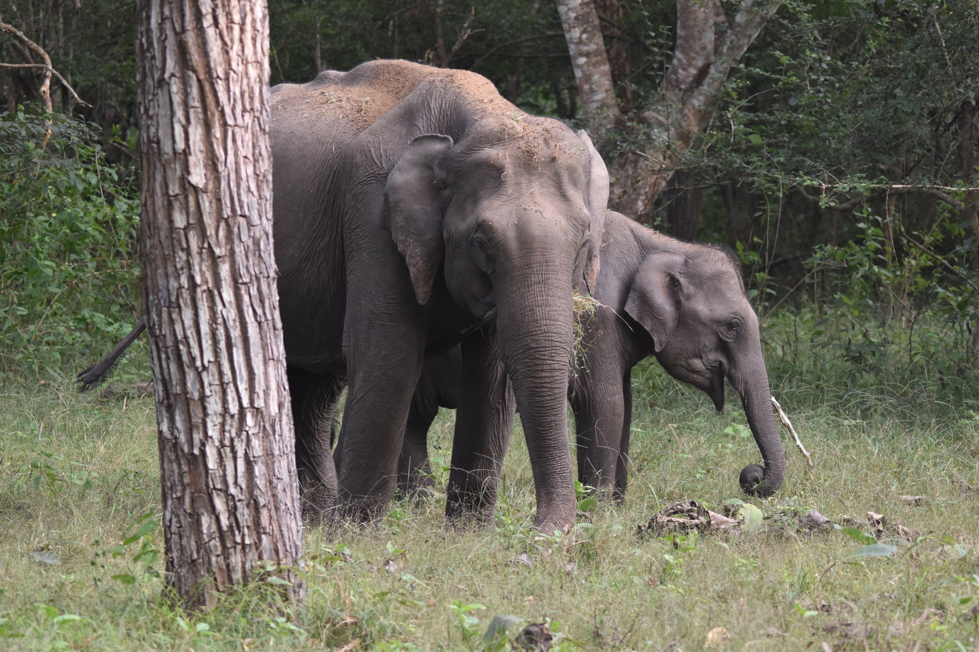 Indian Elephants, Nagarahole Tiger Reserve, 18th November 2024