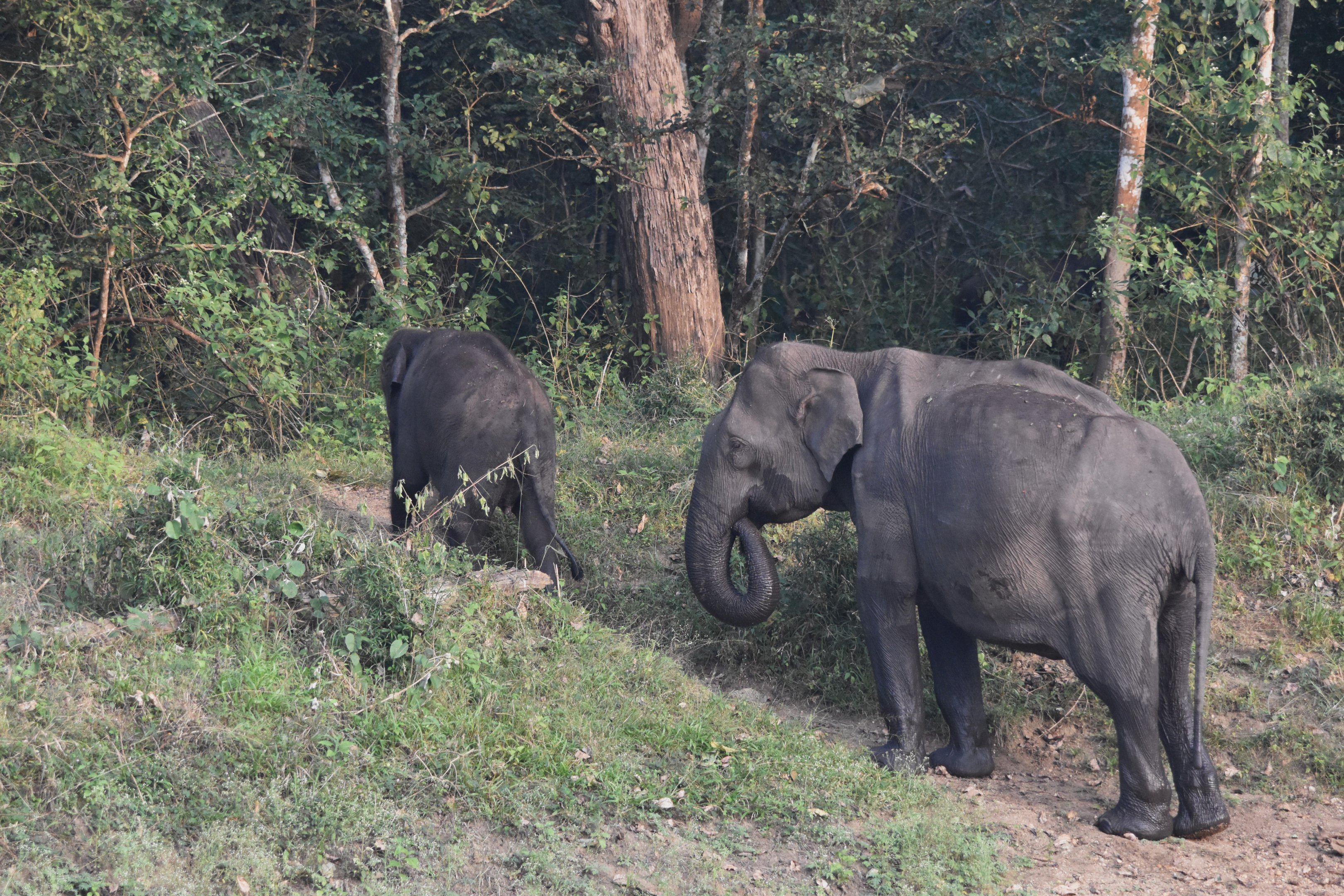 Indian Elephants, Nagarahole Tiger Reserve, 19th November 2024