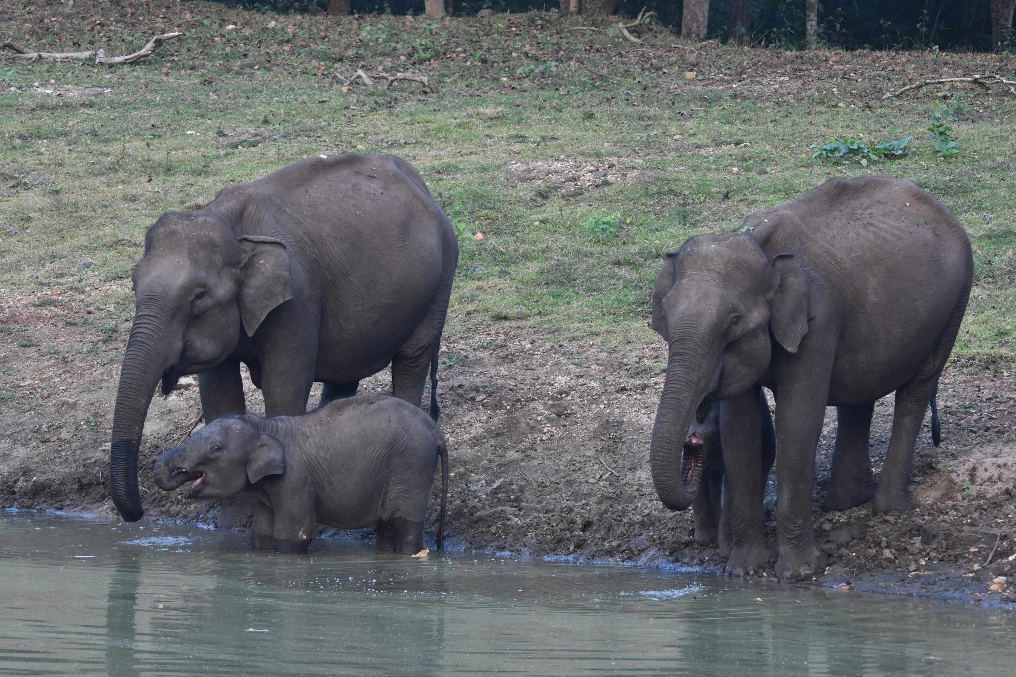 Indian Elephants, Nagarahole Tiger Reserve, 19th November 2024