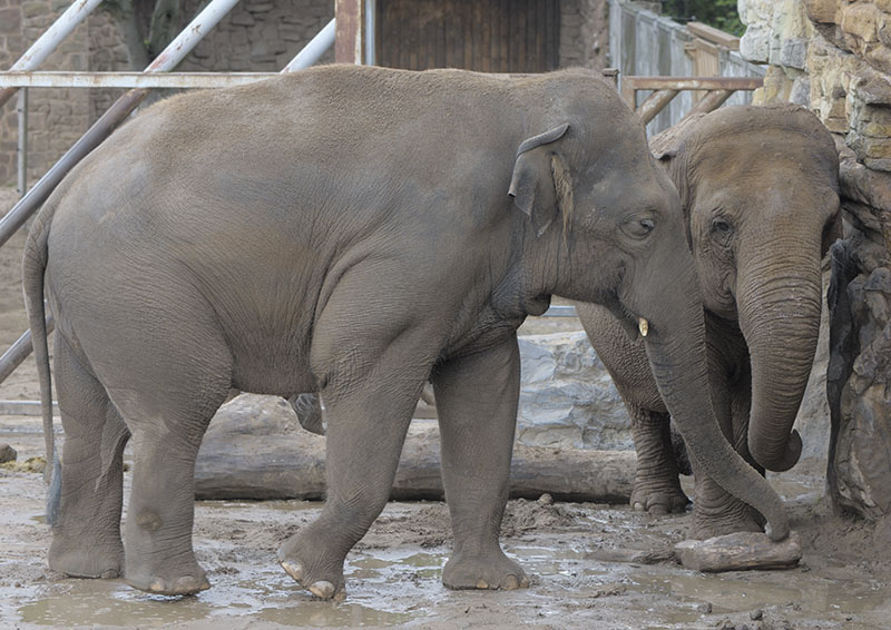 Indian elephants Upali and Maya