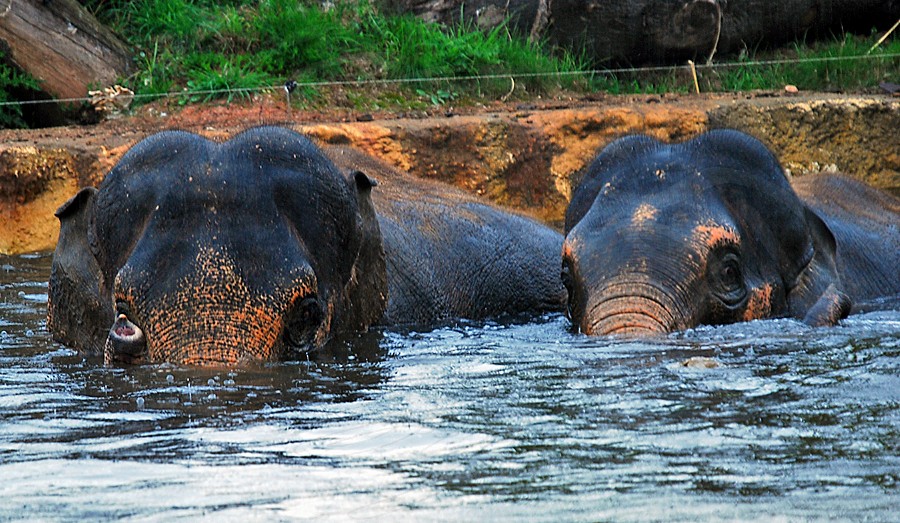 Indian Elephants