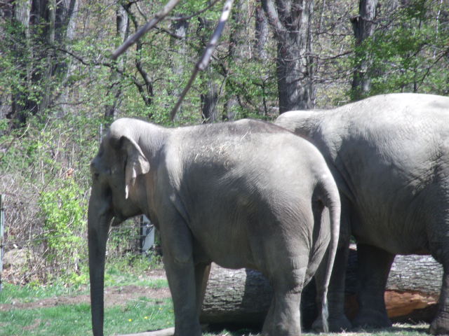 Indian Elephants