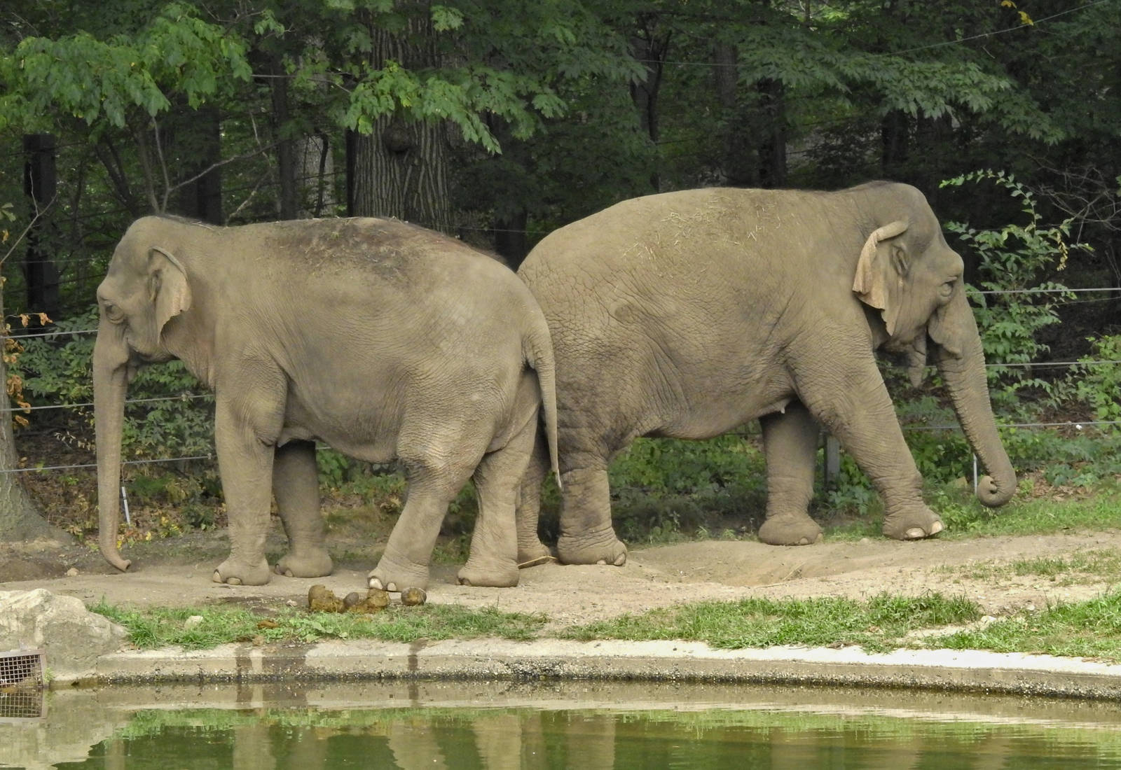 Indian Elephants