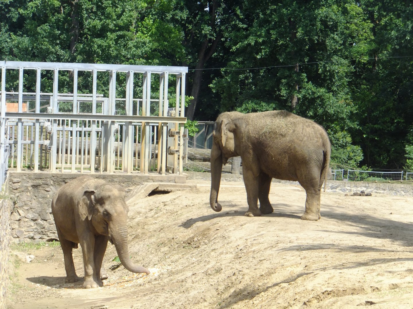 Indian elephants