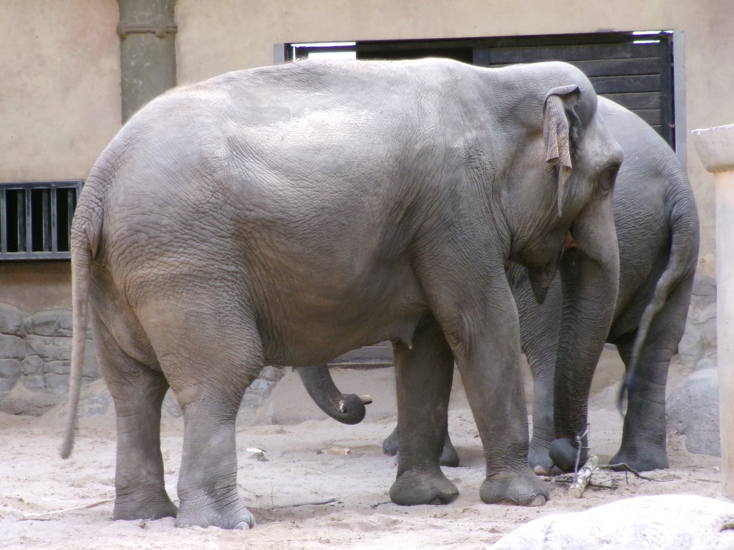 Indian elephants