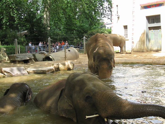 Indian elephants
