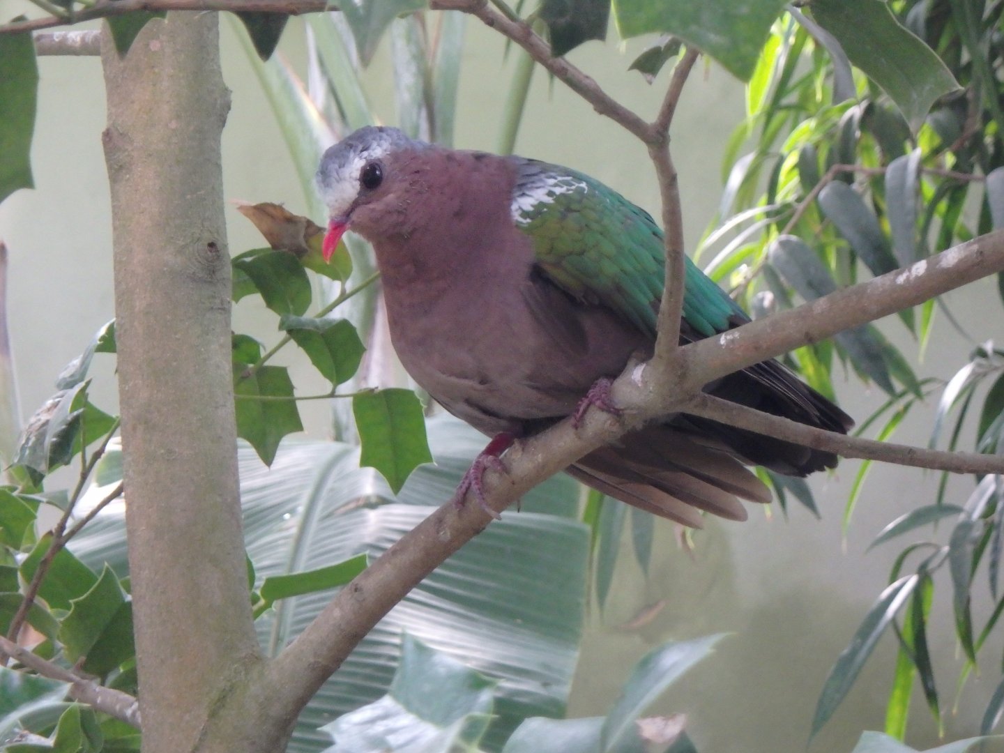 Indian Emerald dove