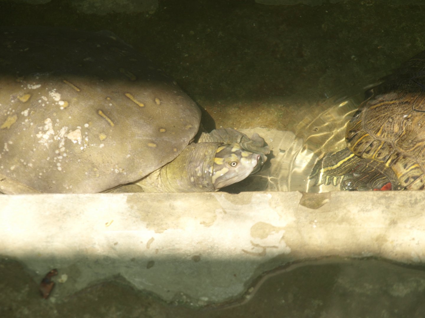 Indian flapshell turtle - Lahore zoo 8/4/2017