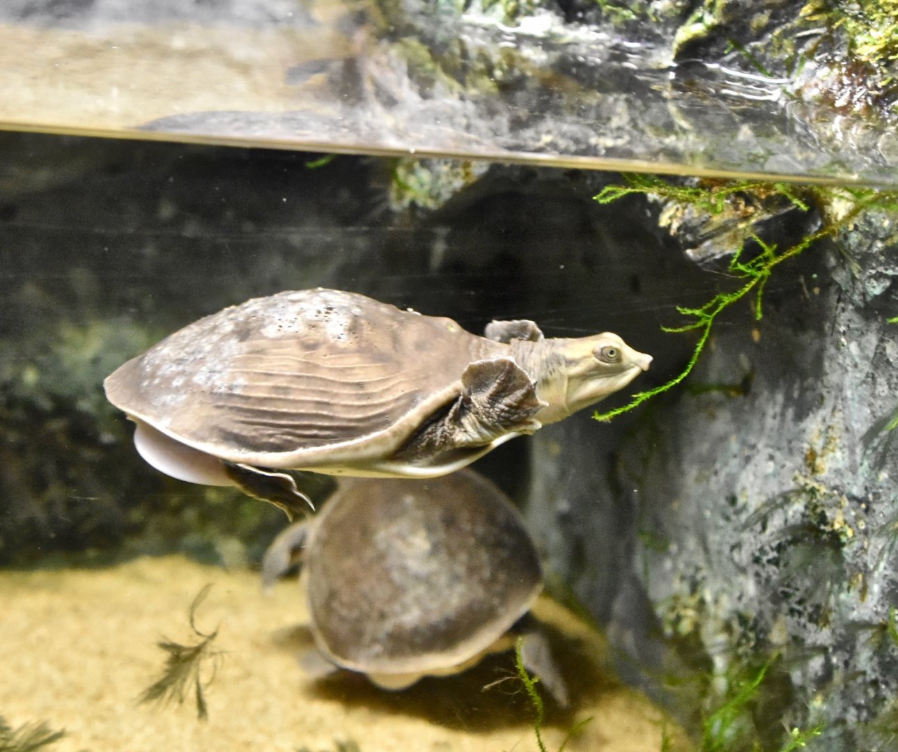 Indian Flapshell Turtle (Lissemys punctata punctata) - Noboribetsu Marine Park Nixe