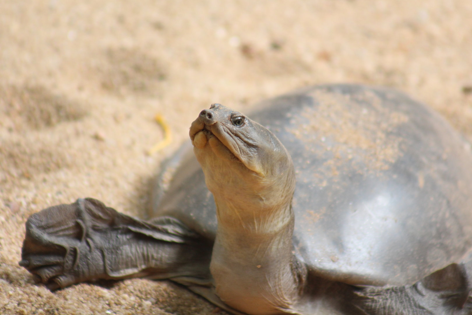 Indian flapshell turtle (Lissemys punctata)