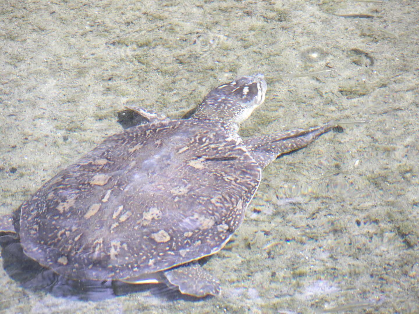 Indian Flapshell Turtle(Lissemys punctata)