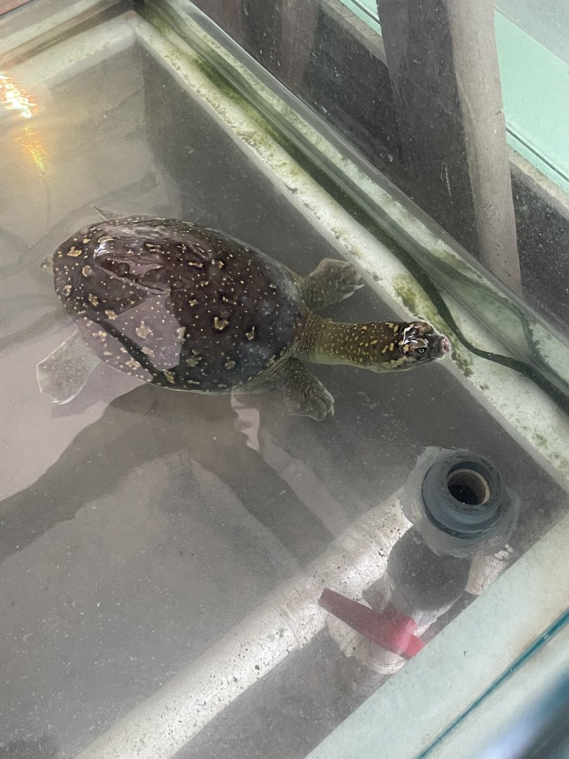 Indian Flapshell Turtle (Lissemys punctata)