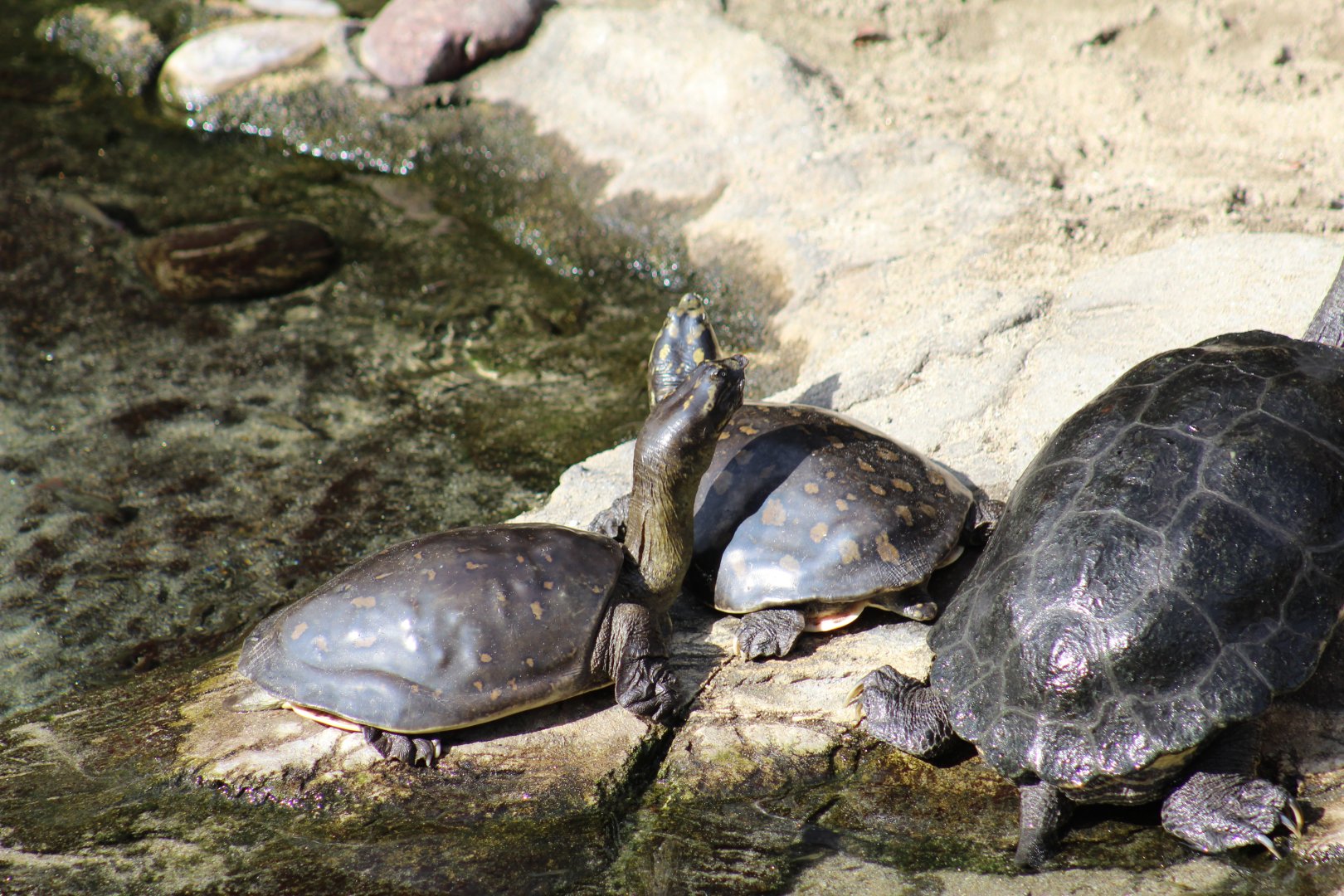 Indian Flapshell Turtle