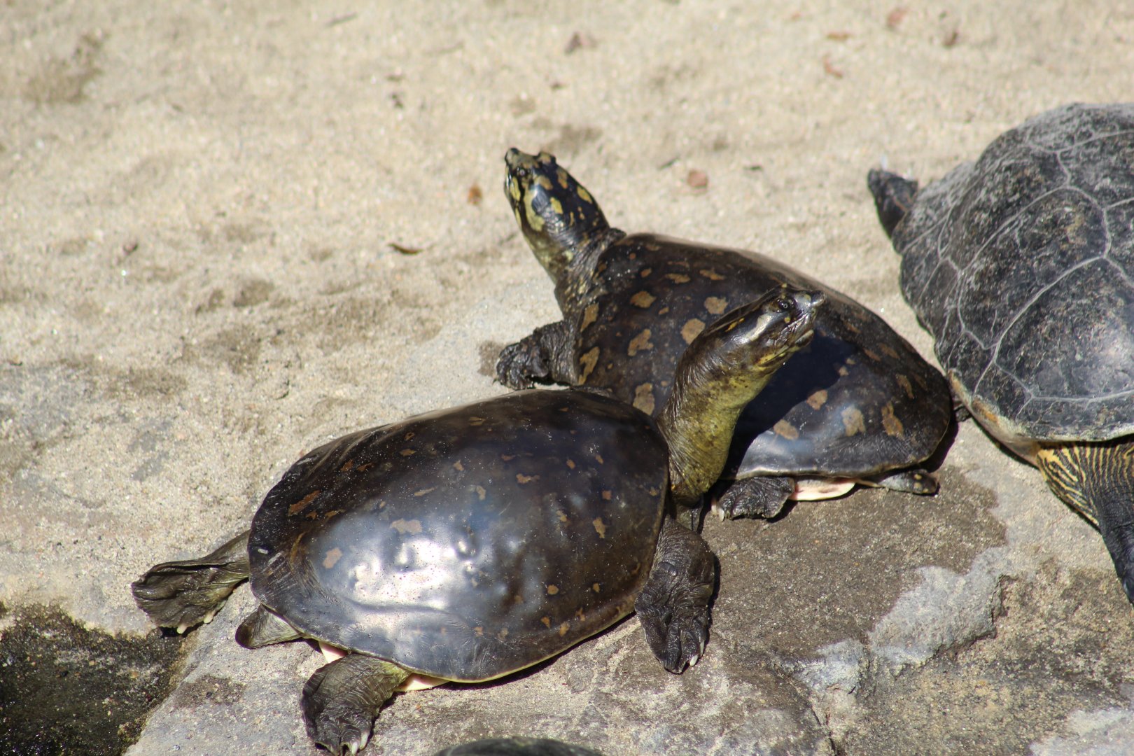 Indian Flapshell Turtle