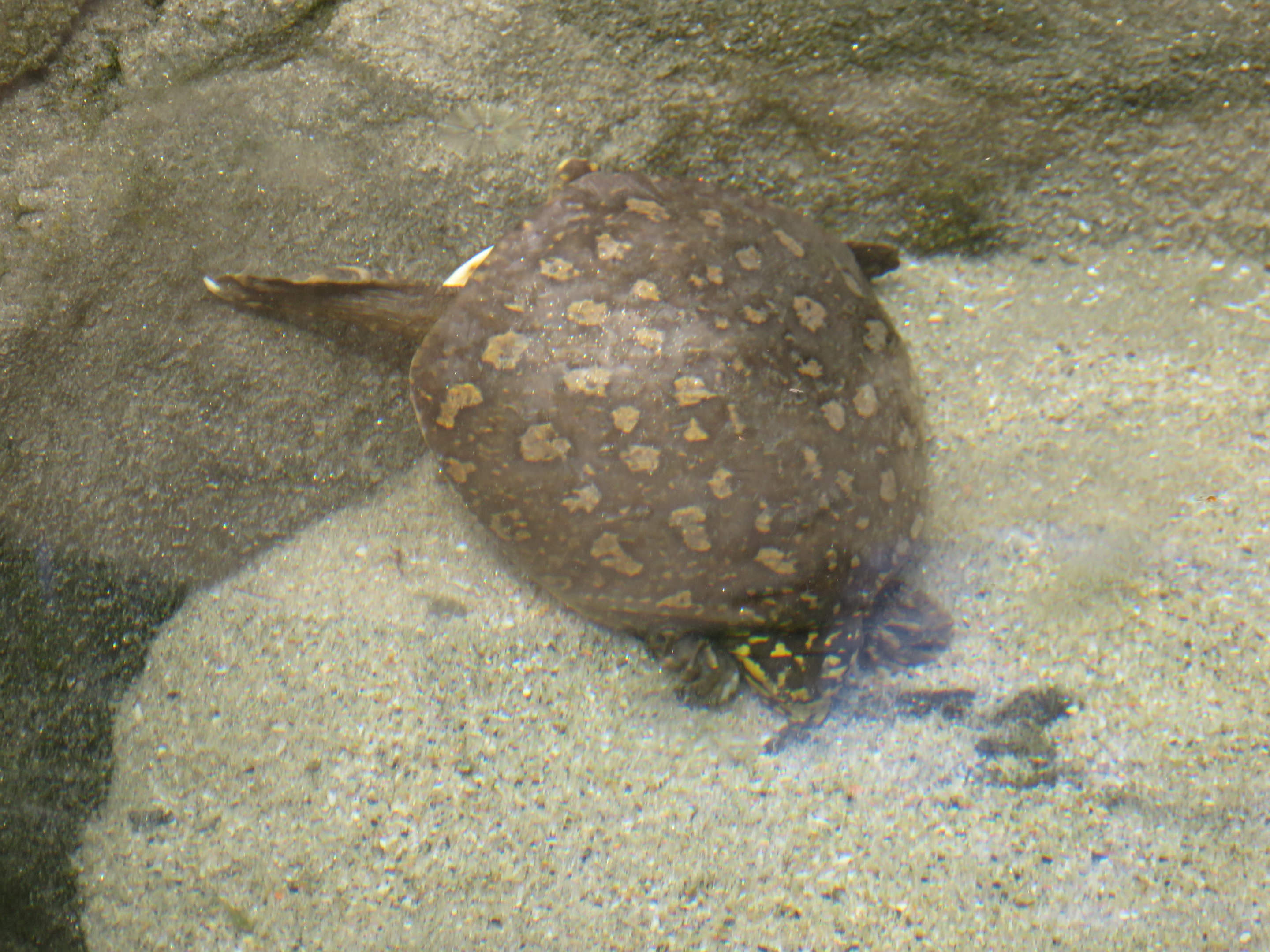 Indian Flapshell Turtle