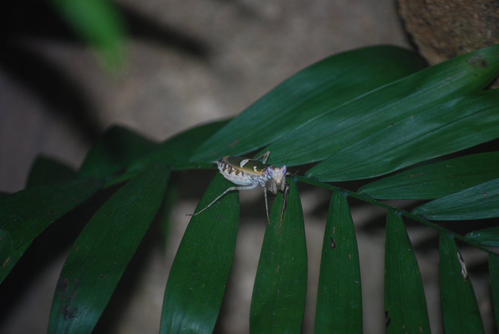 Indian Flower Mantis