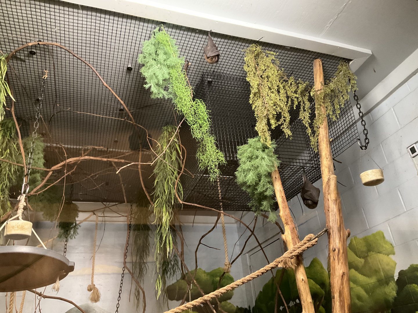 Indian Flying Fox and Rodrigues Flying Fox