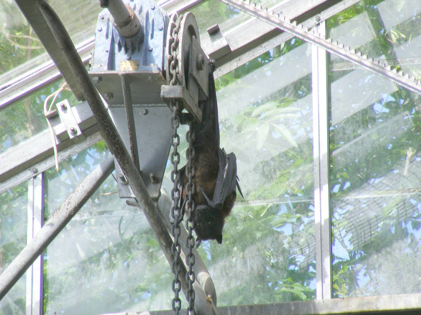 Indian flying fox at Lakeland Wildlife Oasis, 14 June 2011