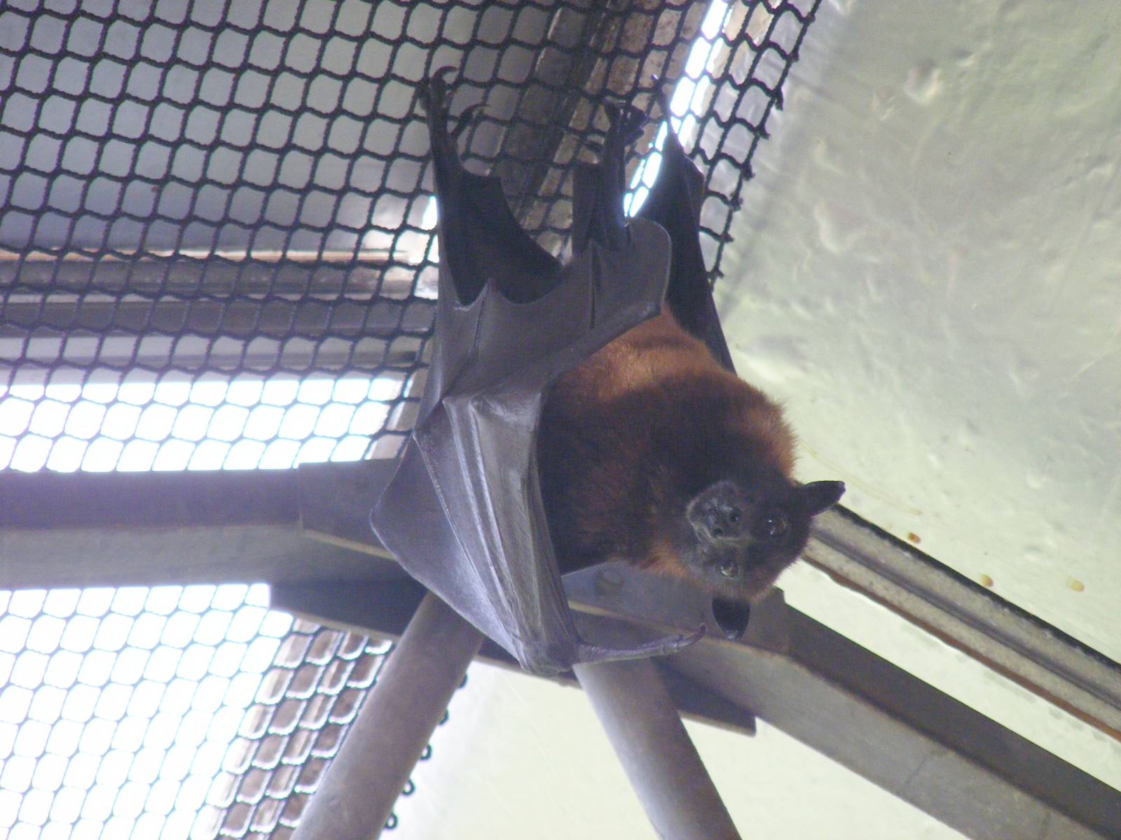 Indian flying fox at Lakeland Wildlife Oasis, 14 June 2011