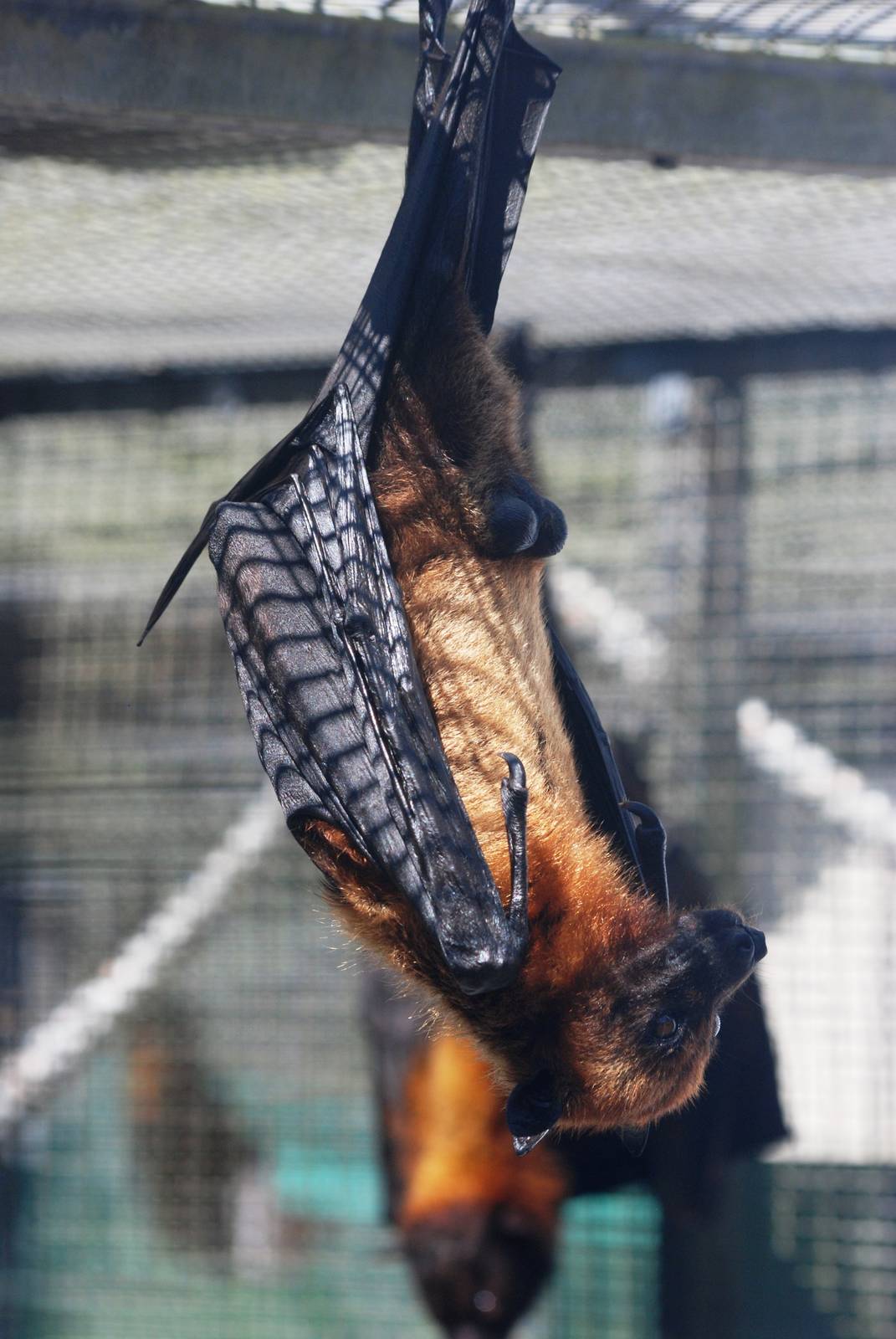 Indian Flying Fox at Lubee Bat Conservancy, 11/10/13