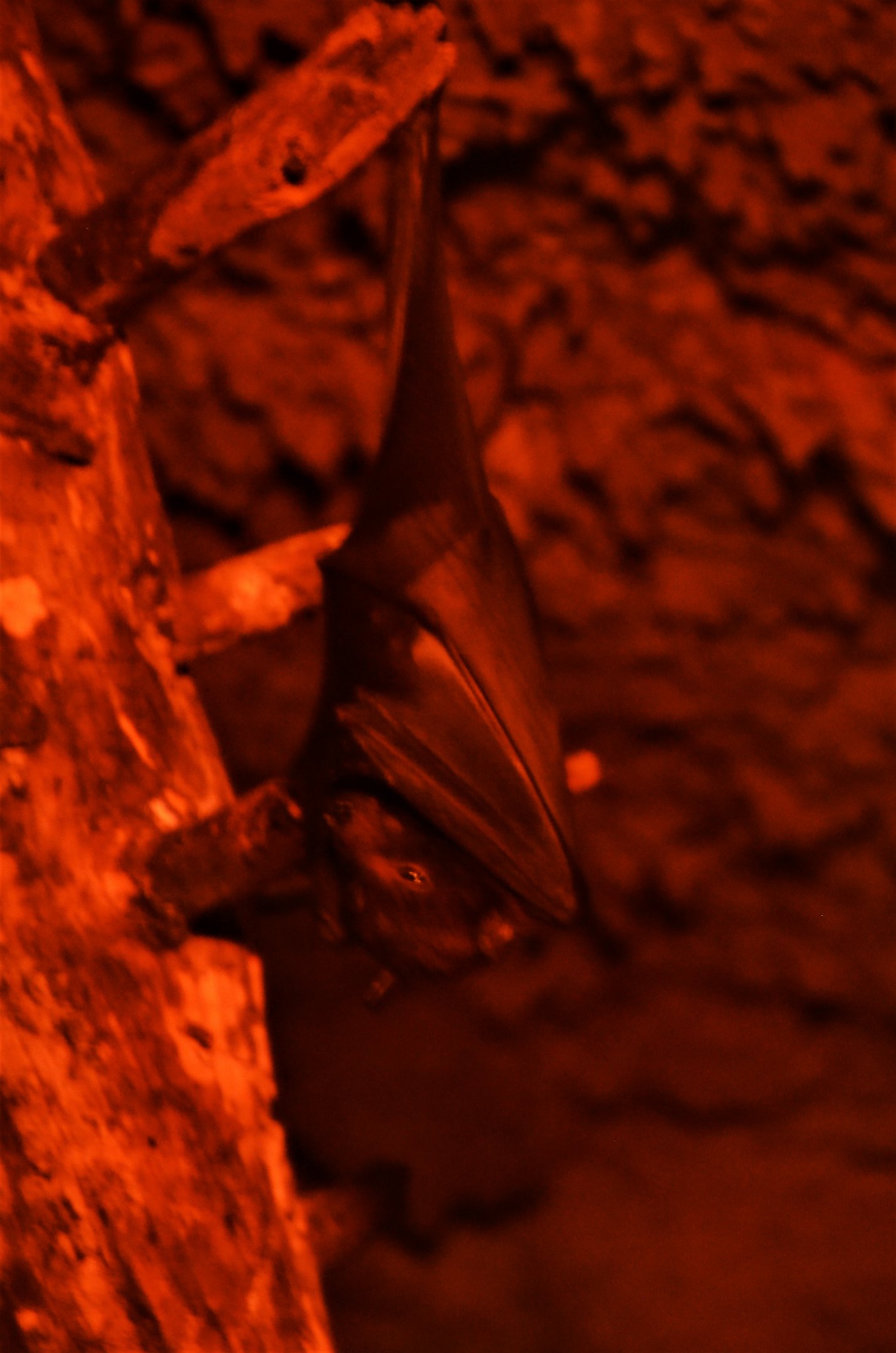 Indian Flying Fox at Selwo Aventura, 13/03/19